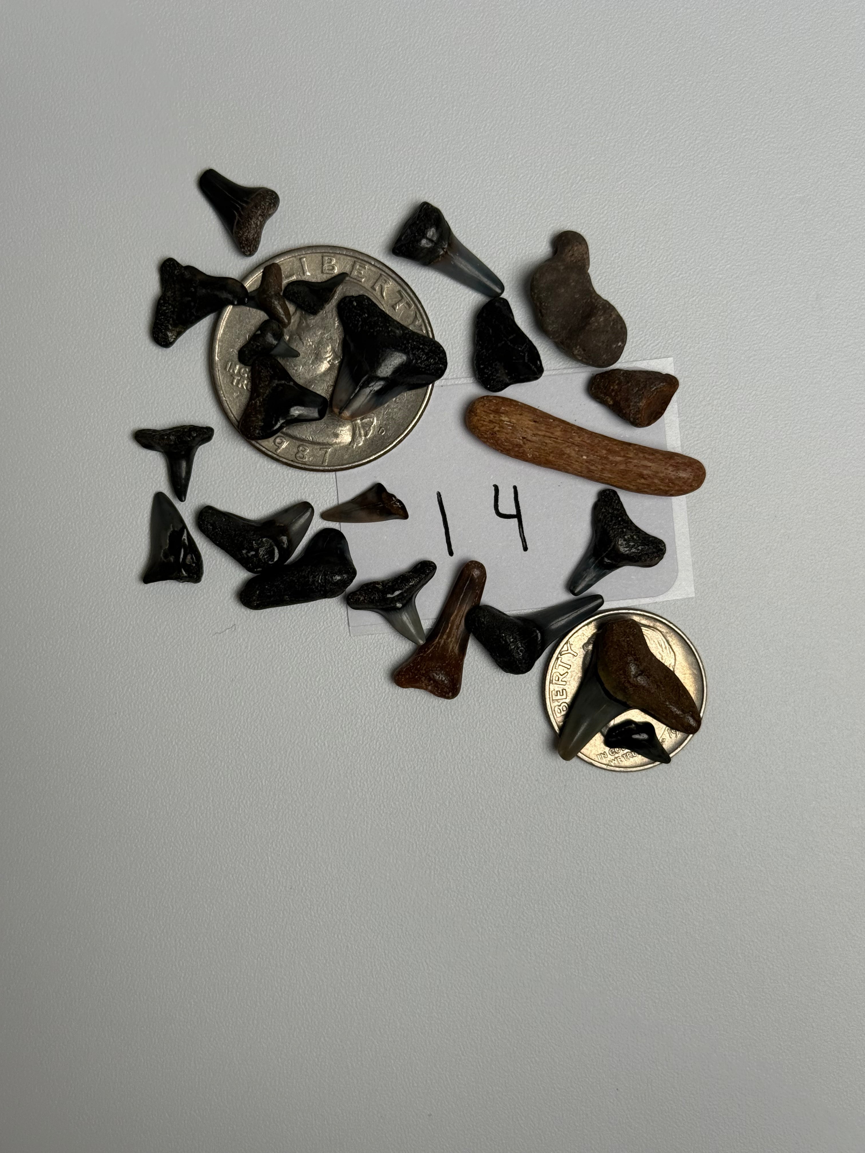 Young Explorer collection 14